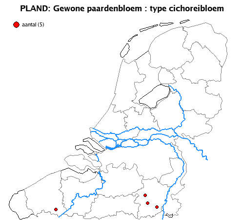 cichoreibloem